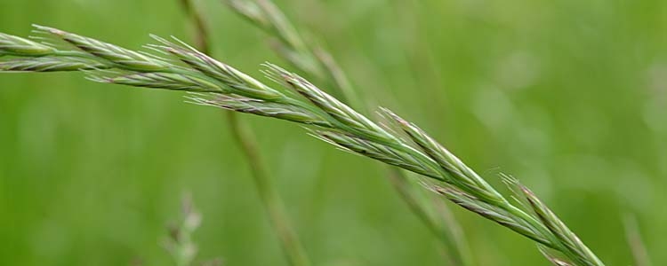 Italienisches Raigras (Lolium multiflorum)