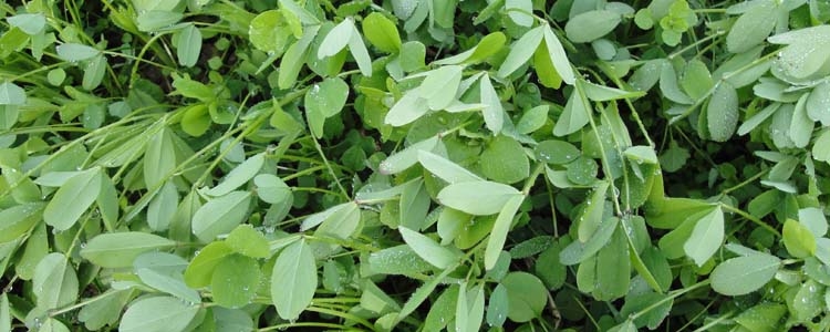 Alexandrinerklee (Trifolium alexandrinum)
