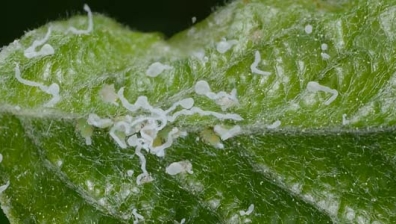 Apfelblattsauger (Cacopsylla mali)