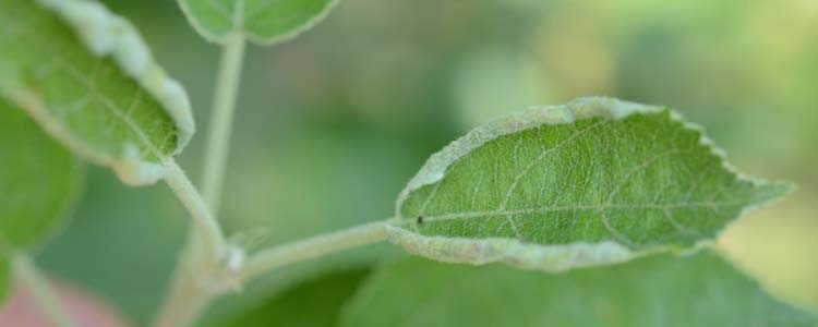 Apfelblattgallmücke (Dasineura mali)