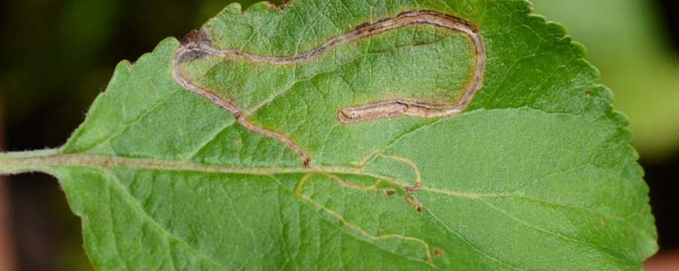 Schlangenminiermotte (Lyonetia clerkella)