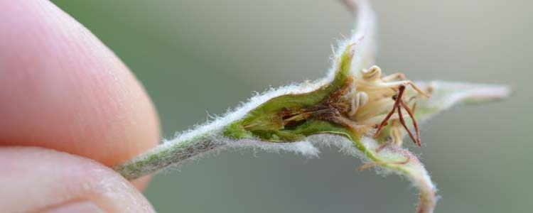 Spätfrostschäden an Apfelblüten