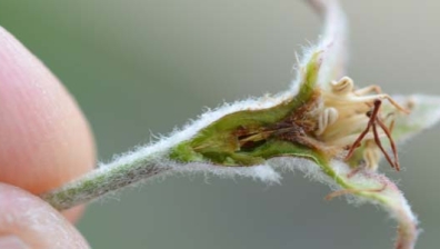 Apfelbaum: Krankheiten & Schädlinge - Plantura