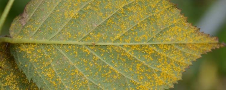 Brombeerrost (Phragmidium violaceum)