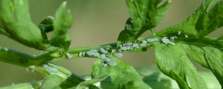 Möhrenblattläuse (Semiaphis dauci)