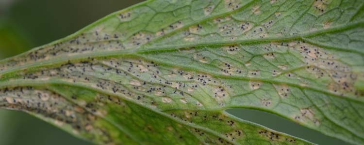 Septoria-Blattfleckenkrankheit (Septoria apiicola)