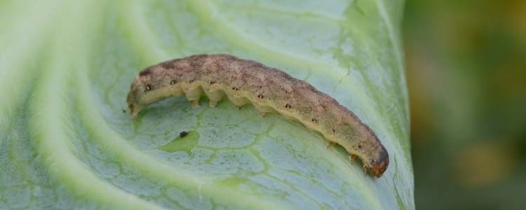 Kohleule (Mamestra brassicae)