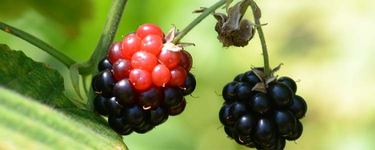Brombeergallmilbe (Acalitus essigi)