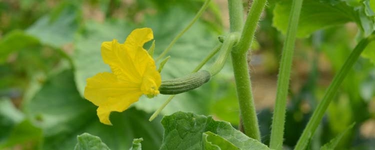Gurke (Cucumis sativus)