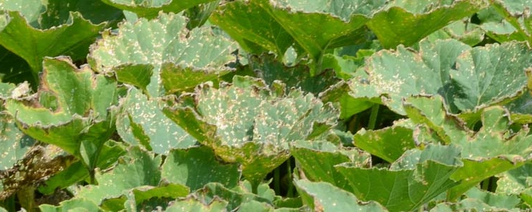 Eckige Blattflecken (Pseudomonas syringae pv. lachrymans) 