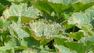 Eckige Blattflecken (Pseudomonas syringae pv. lachrymans) 