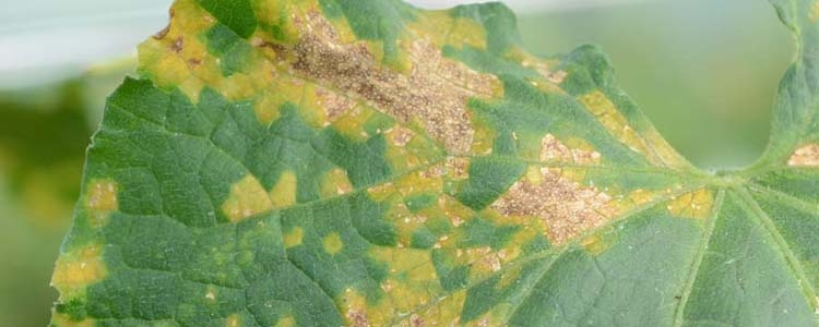 Falscher Mehltau (Pseudoperonospora cubensis)