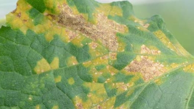 Falscher Mehltau (Pseudoperonospora cubensis)