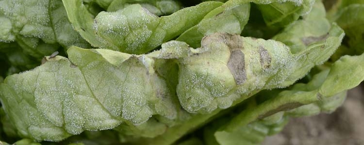 Falscher Mehltau an Salat (Bremia lactucae)