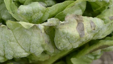 Falscher Mehltau an Salat (Bremia lactucae)