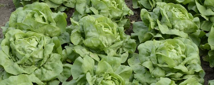 Kopfsalat (Lactuca sativa)
