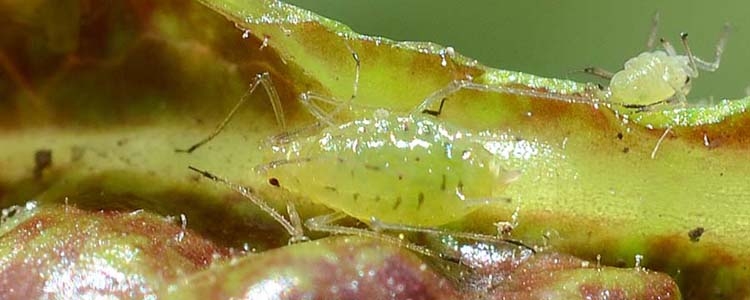 Grüne Salatblattlaus (Nasonovia ribisnigri)