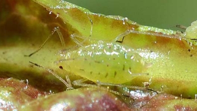Grüne Salatblattlaus (Nasonovia ribisnigri)