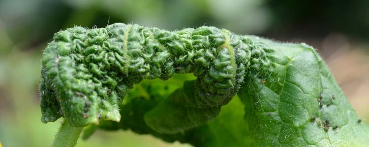 Grüne Gurkenblattlaus (Aphis gossypii)