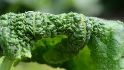 Grüne Gurkenblattlaus (Aphis gossypii)