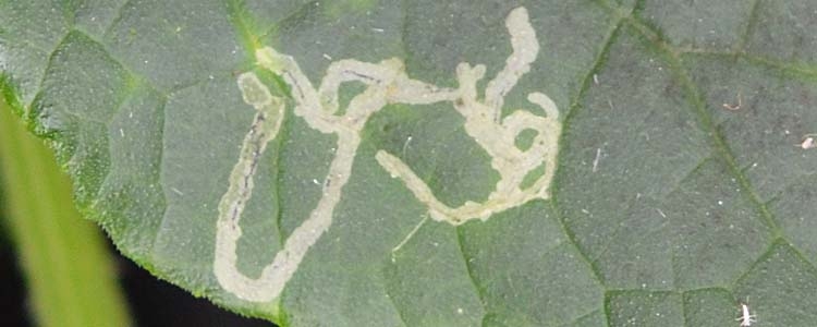 Minierfliegen (Liriomyza spp.)