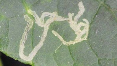 Minierfliegen (Liriomyza spp.)