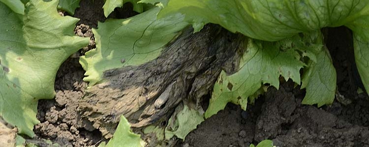 Schwarzfäule (Rhizoctonia solani)