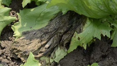 Schwarzfäule (Rhizoctonia solani)