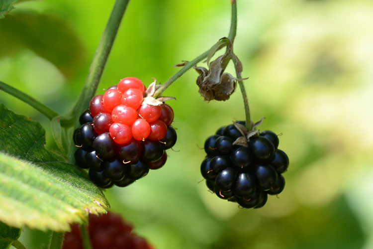Brombeergallmilbe (Acalitus essigi) Brombeeren