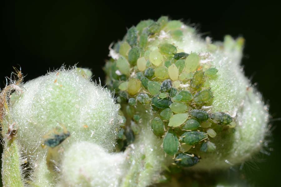 Brombeerblattlaus (Aphis ruborum) an Brombeeren