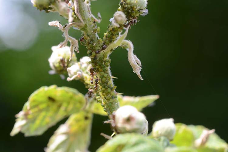 Brombeerblattlaus (Aphis ruborum) an Brombeeren