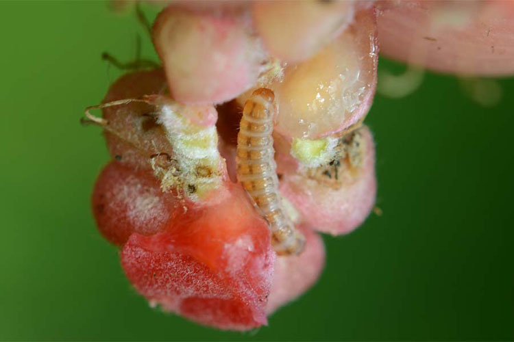 Larve des Himbeerkäfers (Byturus tomentosus) Himbeere