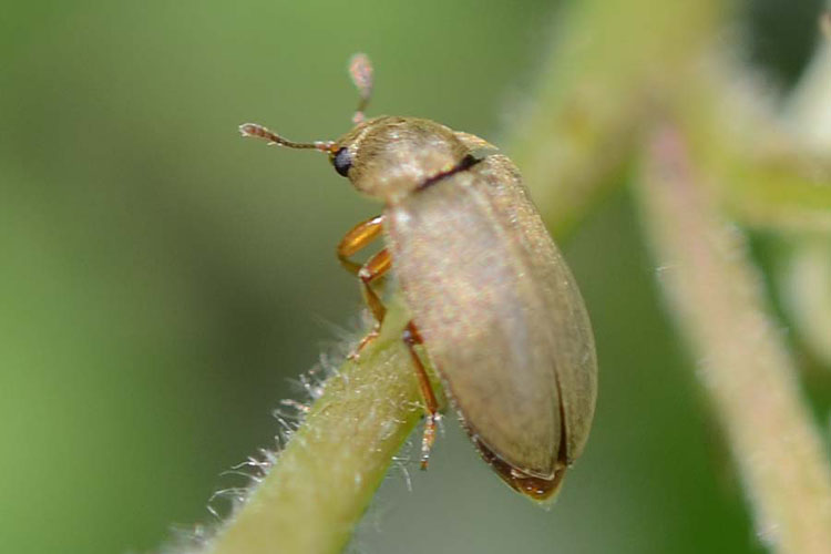 Himbeerkäfer (Byturus tomentosus) Himbeeren