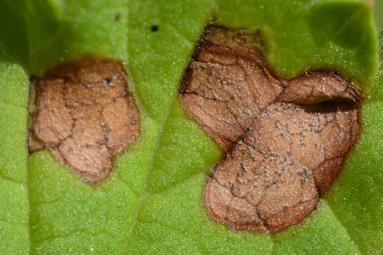 Septoriablattfleckenkrankheit (Mycosphaerella ribis) an Johannisbeere: Blattflecken mit Pyknidien