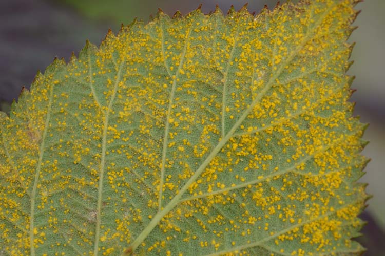 Brombeerrost (Phragmidium violaceum) Uredolager an der Blattunterseite
