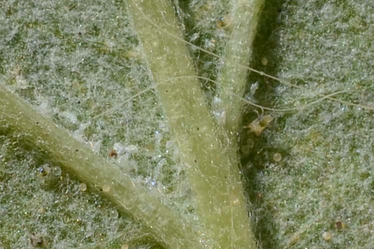 Gemeine Spinnmilben (Tetranychus urticae) an Himbeeren: Blattunterseite