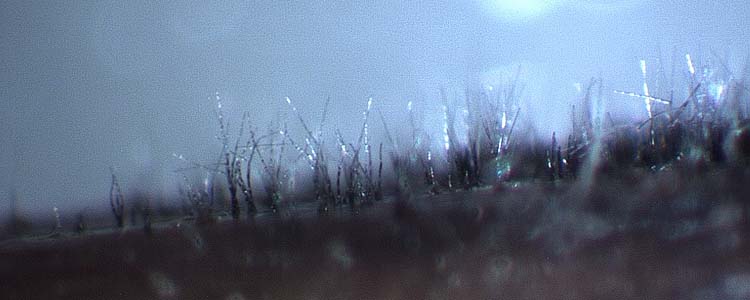 Staengelschwaerze (Cercospora zebrina) an Rotklee: Konidientraeger mit Konidien