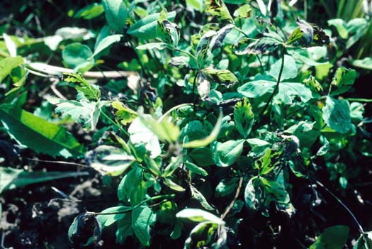 Stängelschwärze (Cercospora zebrina) an Rotklee (Trifolium pratense)