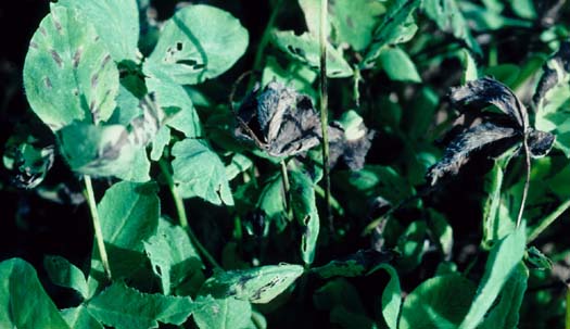 Stängelschwärze (Cercospora zebrina) an Rotklee (Trifolium pratense)an 