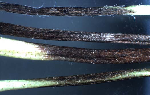 Stängelschwärze (Cercospora zebrina) an Rotklee (Trifolium pratense)