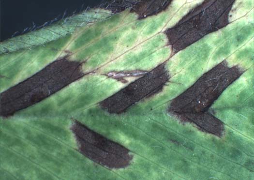 Stängelschwärze (Cercospora zebrina) an Rotklee (Trifolium pratense)an 