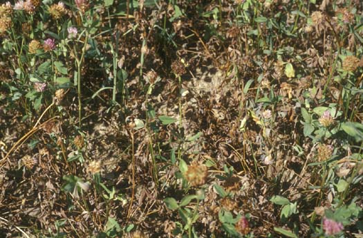 Südlicher Stängelbrenner (Colletotrichum trifolii) an Rotklee (Trifolium pratense)