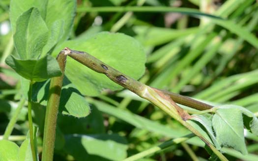 Südlicher Stängelbrenner oder Anthracnose (Colletotrichum trifolii) an Rotklee (Trifolium pratense)