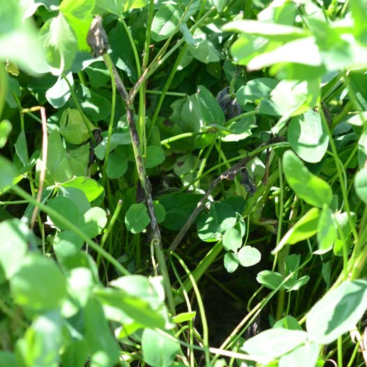 Südlicher Stängelbrenner oder Anthracnose (Colletotrichum trifolii) an Rotklee (Trifolium pratense)