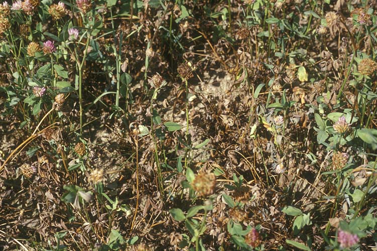 Staengelbrenner (Colletotrichum trifolii) an Rotklee