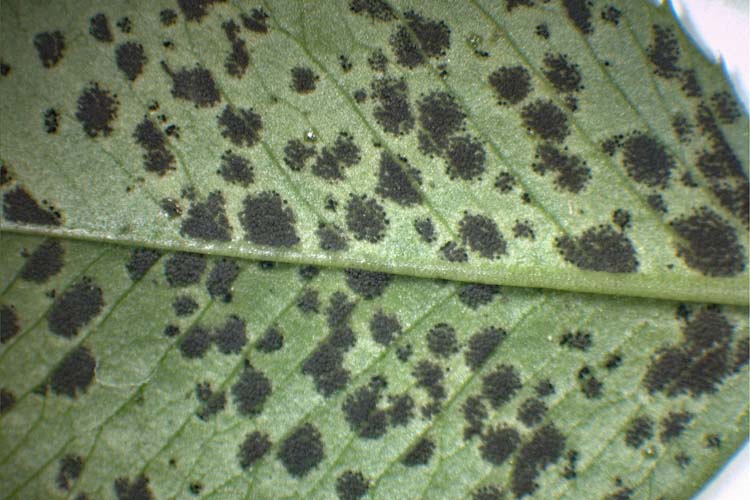 Kleeschwärze (Cymadothea trifolii) an Weissklee: Blattunterseite
