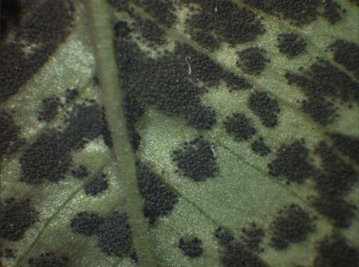 Kleeschwärze (Cymadothea trifolii) an Weissklee (Trifolium repens)