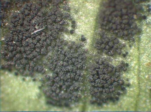 Kleeschwärze (Cymadothea trifolii) an Weissklee (Trifolium repens)