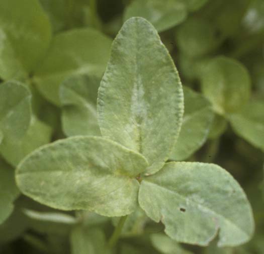 Stängelnematoden (Ditylenchus dipsaci) an Rotklee (Trifolium pratense)