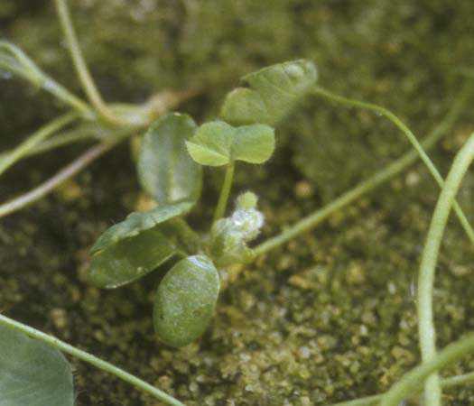 Stängelnematoden (Ditylenchus dipsaci) an Rotklee (Trifolium pratense)